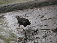 Black Vulture